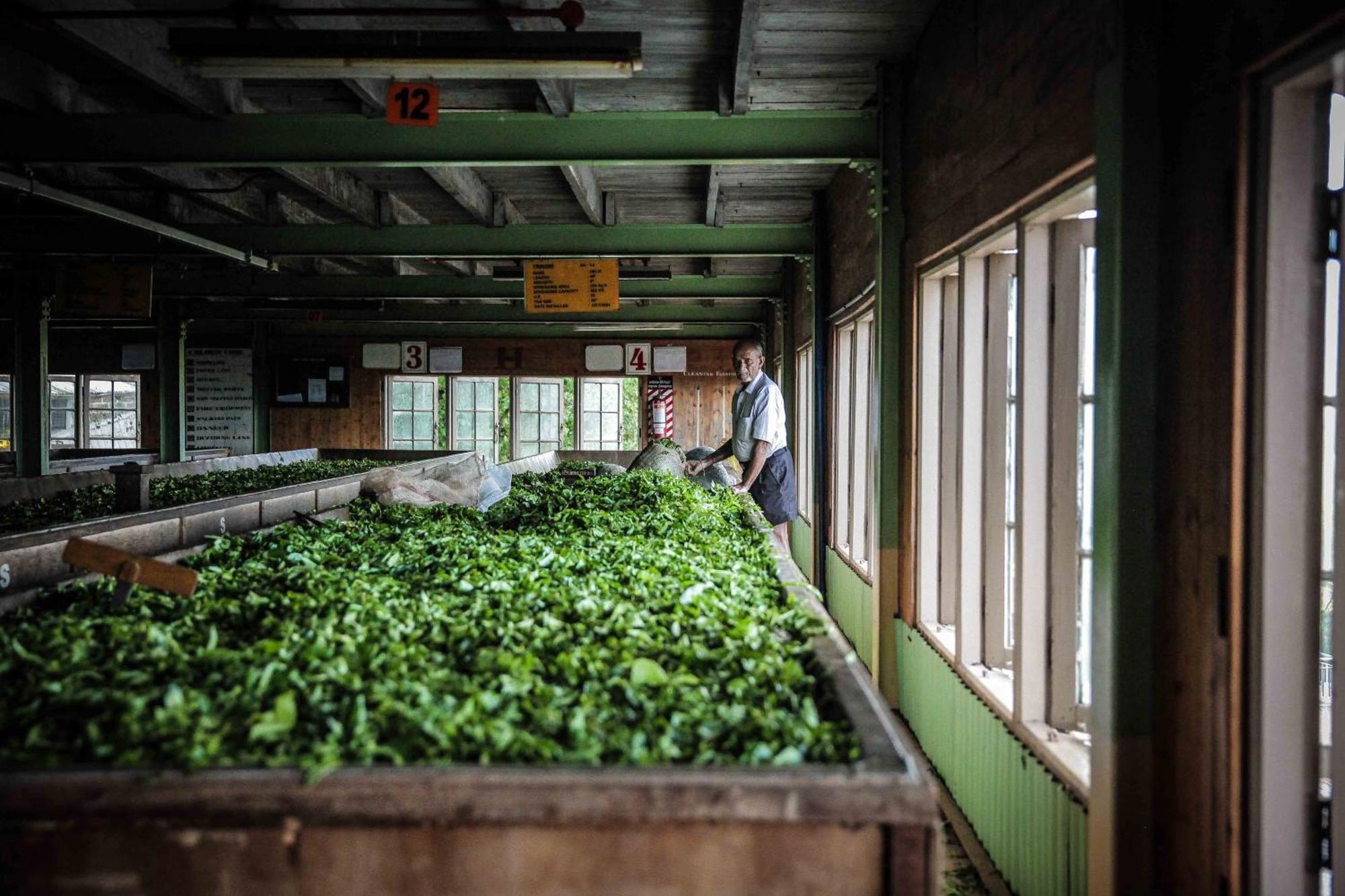 Madulkelle Tea And Eco Lodge Канди Экстерьер фото