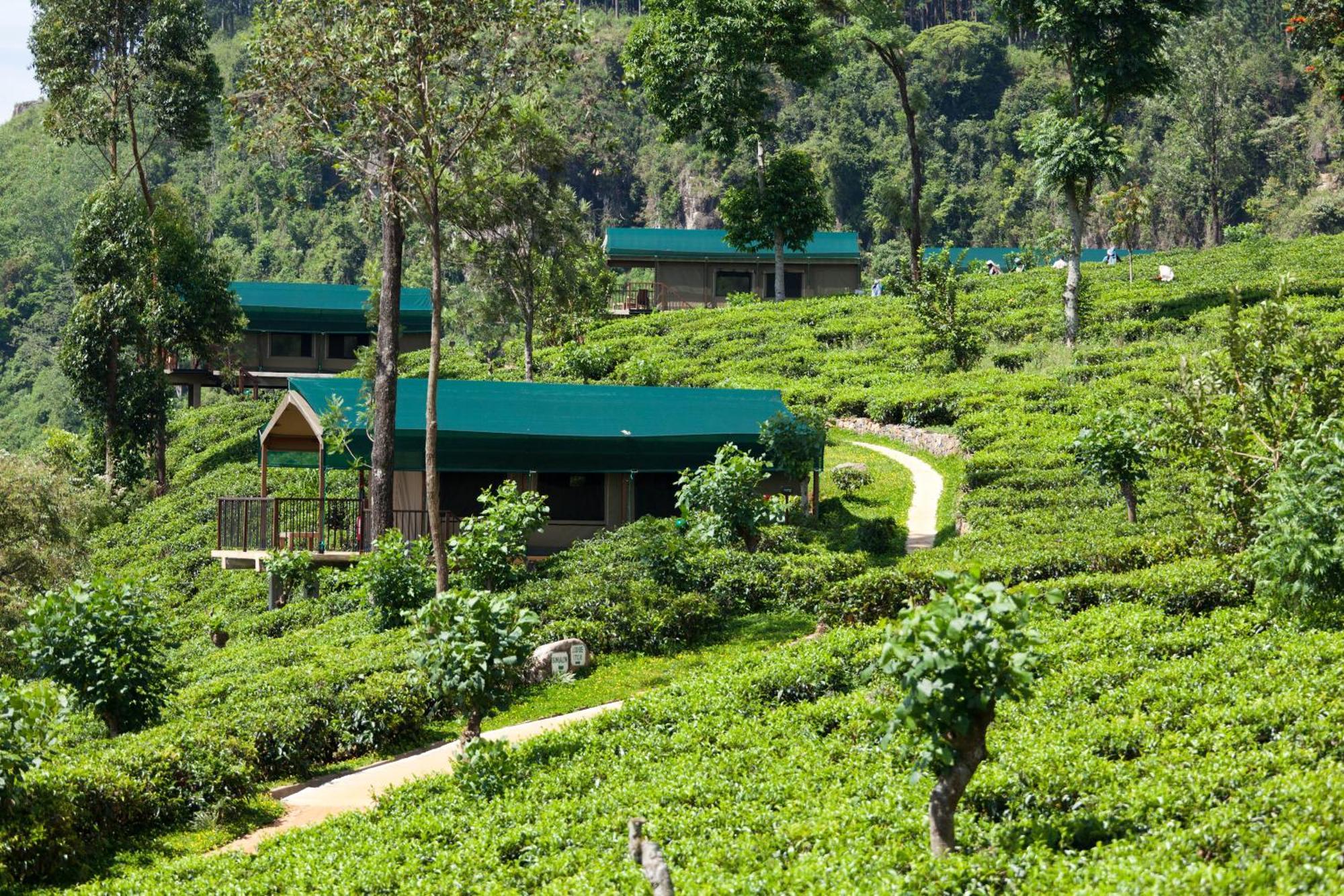 Madulkelle Tea And Eco Lodge Канди Экстерьер фото